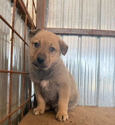 Pepper, Mischling Welpen - Rüde