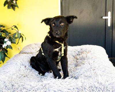 Pepper, Mischling Welpen - Rüde