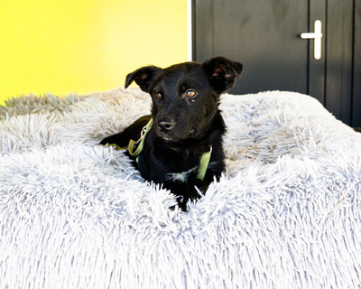 Pepper, Mischling Welpen - Rüde