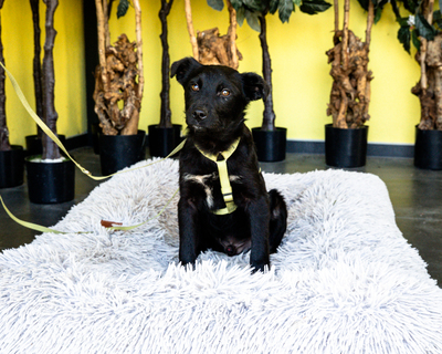 Pepper, Mischling Welpen - Rüde