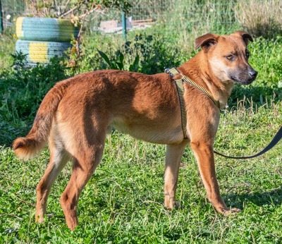 Pepper – ein kleines Sensibelchen, Mischling - Rüde