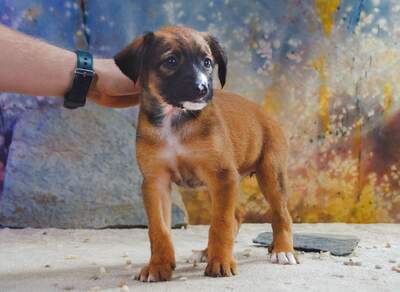 Pepper - fröhlicher Nachwuchs