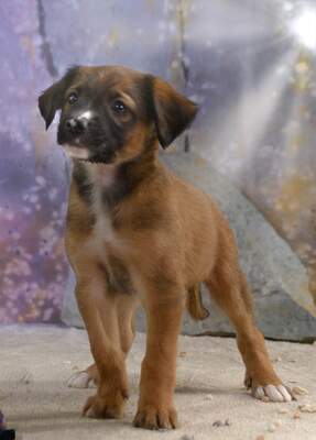 Pepper - fröhlicher Nachwuchs, Mischling Welpen - Hündin