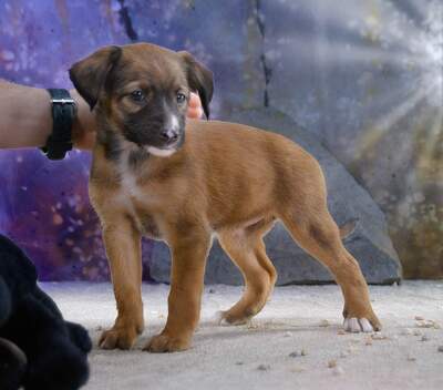 Pepper - fröhlicher Nachwuchs, Mischling Welpen - Hündin
