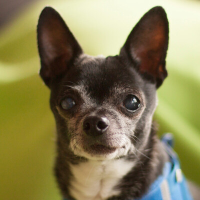 Peppo, Chihuahua - Rüde