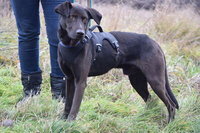 Peppo - Intelligenter Hundejunge, ca. 1 Jahr/55cm, Mischling - Rüde