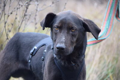 Peppo - Intelligenter Hundejunge, ca. 1 Jahr/55cm, Mischling - Rüde