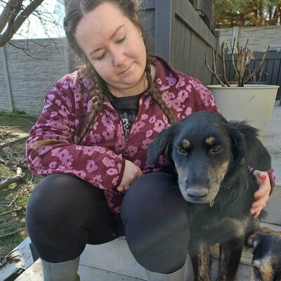 🌷Pepsi Schäferhund-Mischlingswelpe versteht sich gut mit Kindern und ist sehr liebenswert 🌸, Schäferhund-Mischlingswelpe - Rüde