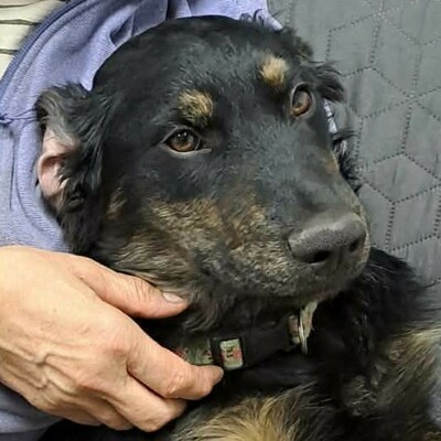 🌷Pepsi Schäferhund-Mischlingswelpe versteht sich gut mit Kindern und ist sehr liebenswert 🌸, Schäferhund-Mischlingswelpe - Rüde