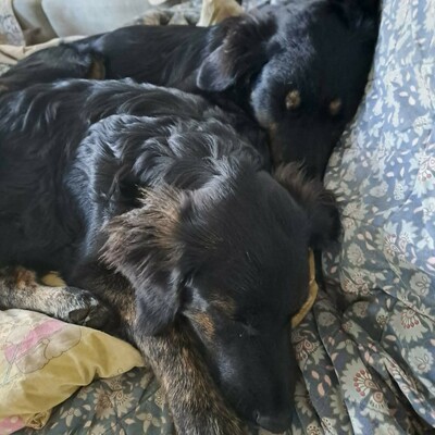 🌷Pepsi Schäferhund-Mischlingswelpe versteht sich gut mit Kindern und ist sehr liebenswert 🌸, Schäferhund-Mischlingswelpe - Rüde