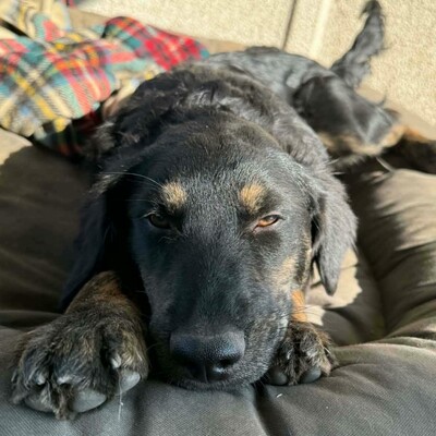 🌷Pepsi Schäferhund-Mischlingswelpin versteht sich gut mit Kindern und ist sehr liebenswert 🌸, Schäferhund-Mischlingswelpin Welpen - Hündin