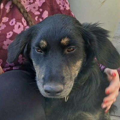 🌷Pepsi Schäferhund-Mischlingswelpin versteht sich gut mit Kindern und ist sehr liebenswert 🌸, Schäferhund-Mischlingswelpin Welpen - Hündin