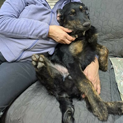 🌷Pepsi Schäferhund-Mischlingswelpin versteht sich gut mit Kindern und ist sehr liebenswert 🌸, Schäferhund-Mischlingswelpin Welpen - Hündin