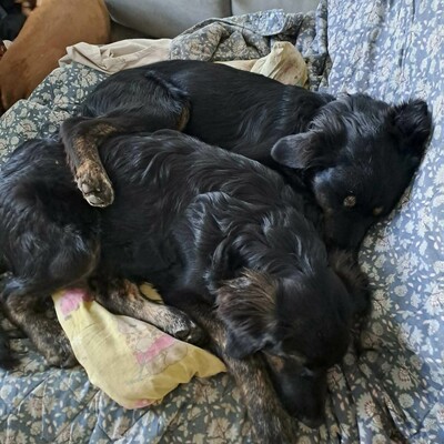 🌷Pepsi Schäferhund-Mischlingswelpin versteht sich gut mit Kindern und ist sehr liebenswert 🌸, Schäferhund-Mischlingswelpin Welpen - Hündin