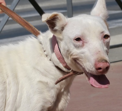 Pequitas, Mix - Hündin