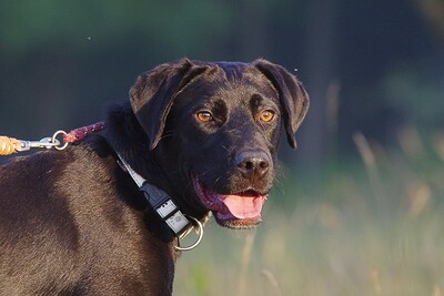 Percell, Mischling - Rüde