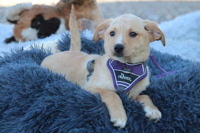 Percy, Mischling Welpen - Hündin