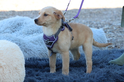 Percy, Mischling Welpen - Hündin