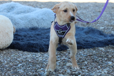 Percy, Mischling Welpen - Hündin