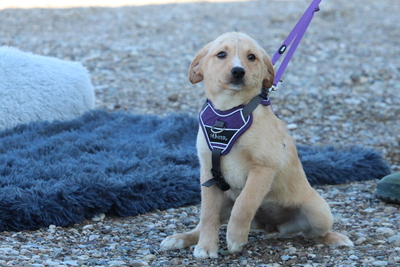 Percy, Mischling Welpen - Hündin