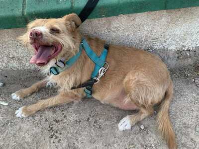 Perico, Mischling - Rüde