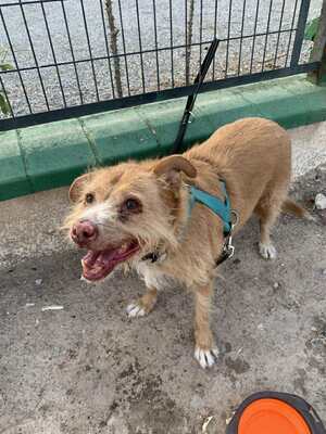 Perico, Mischling - Rüde