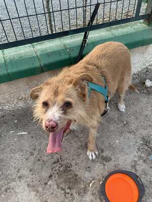 Perico, Mischling - Rüde