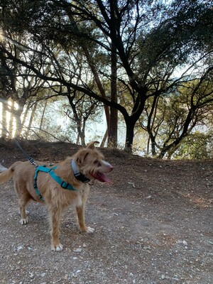 Perico, Mischling - Rüde