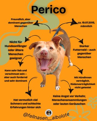 Perico, Mischling - Rüde