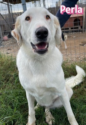 Perla, Labrador Retriever Mischling - Hündin