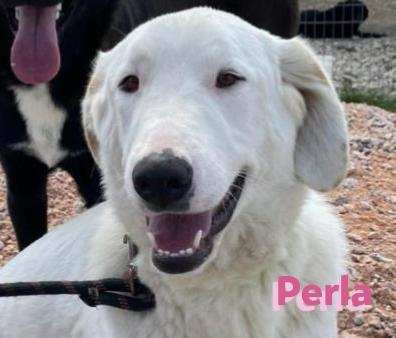 Perla, Labrador Retriever Mischling - Hündin