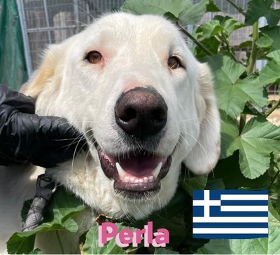 Perla, Mischling - Hündin