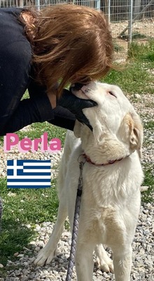 Perla, Mischling - Hündin