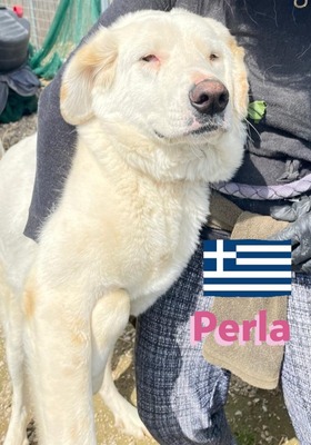 Perla, Mischling - Hündin