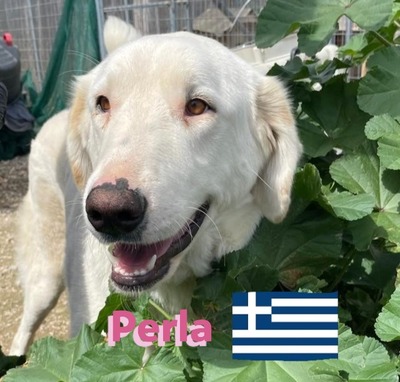 Perla, Mischling - Hündin