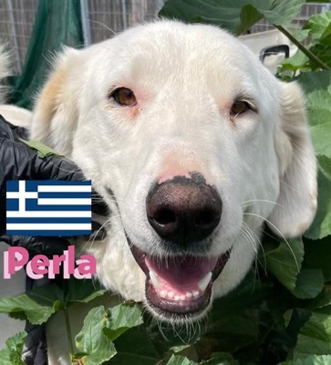 Perla, Mischling - Hündin