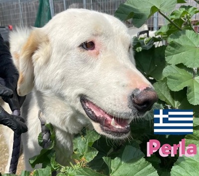 Perla, Mischling - Hündin