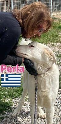 Perla, Mischling - Hündin