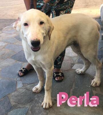 Perla, Mischling - Hündin