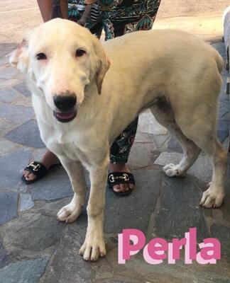 Perla, Mischling - Hündin