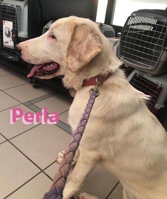 Perla, Mischling - Hündin