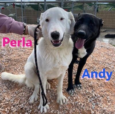 Perla, Mischling - Hündin