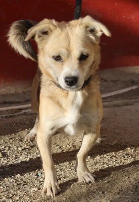 Perla, Mix - Hündin