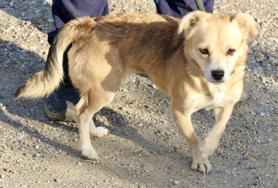 Perla, Mix - Hündin