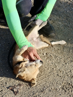 Perla, Mix - Hündin