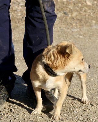 Perla, Mix - Hündin