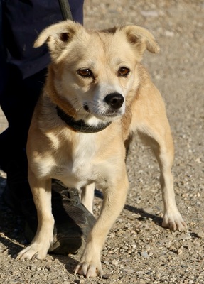 Perla, Mix - Hündin