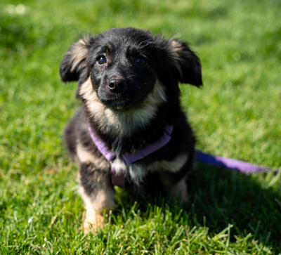 Perla, mischling Welpen - Hündin