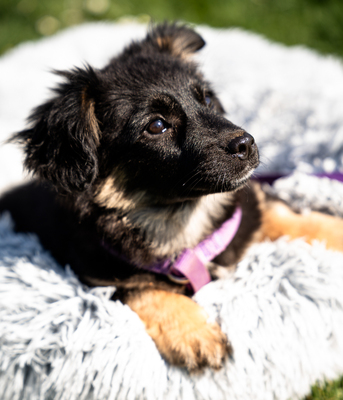 Perla, mischling Welpen - Hündin