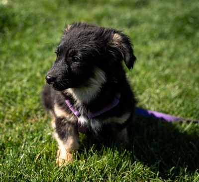 Perla, mischling Welpen - Hündin